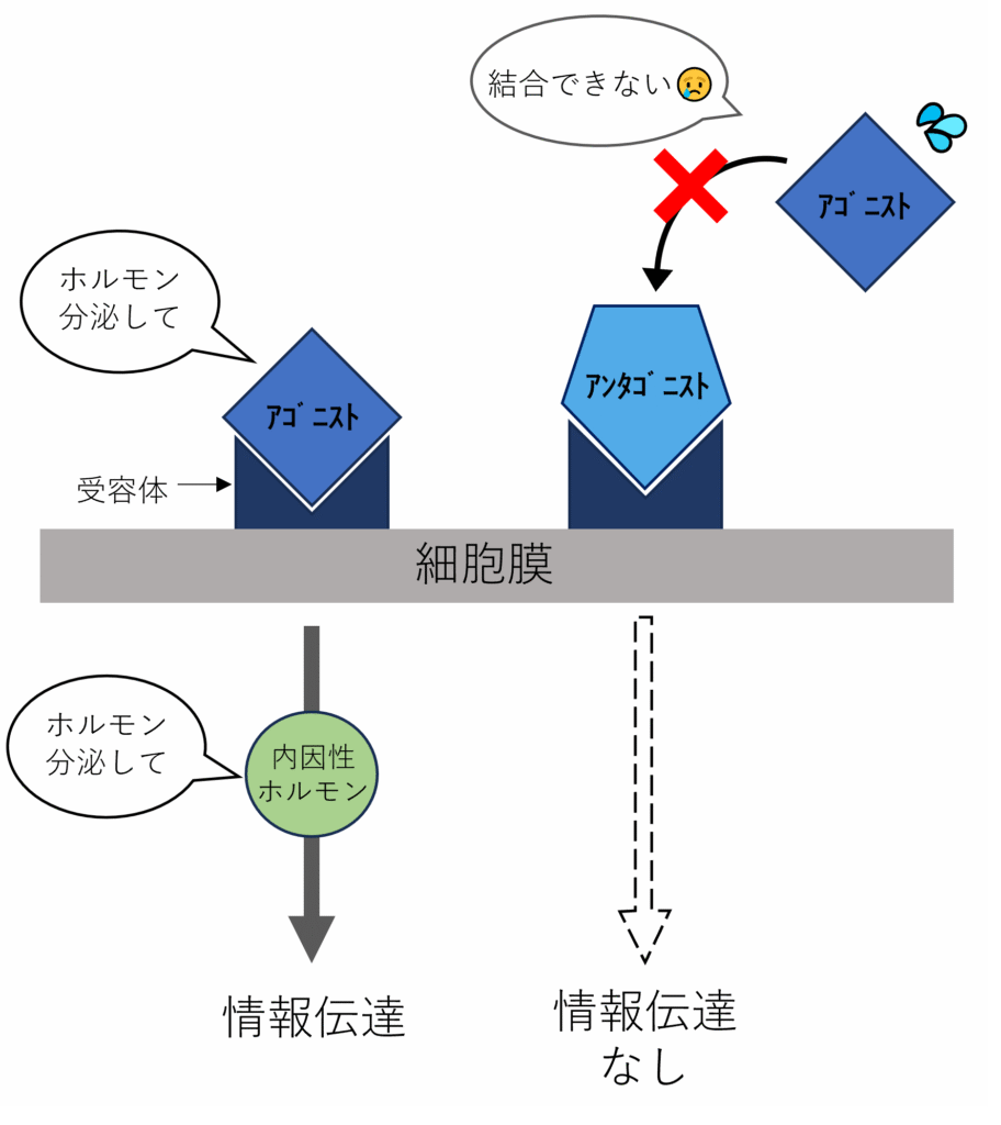 アゴニスト と は
